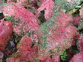 Fire Chief Caladium / Caladium bicolor 